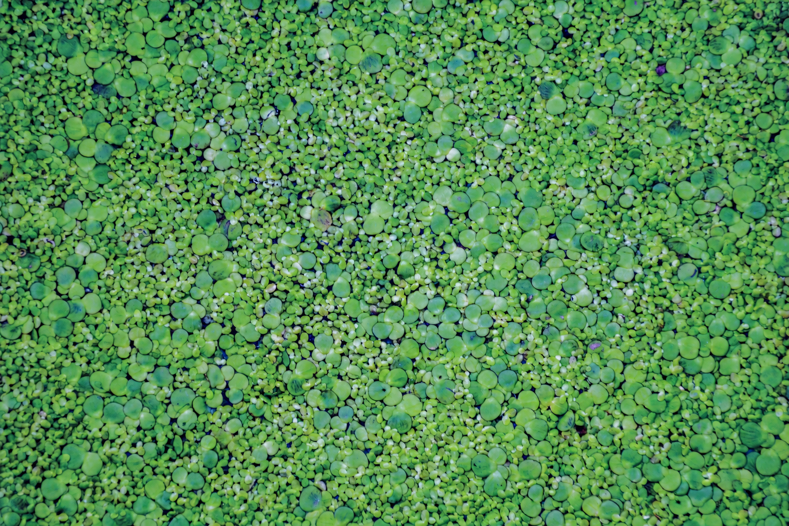 food-&-natrition-resilient-crops-&-biofertilisers.png